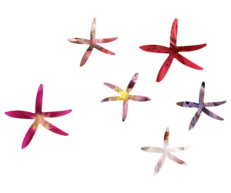 flowers 1
